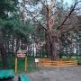 Чудо природы: 200-летняя сосна растёт в Звериноголовском округе