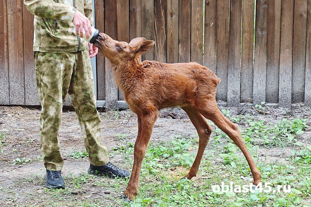Привезённый в курганский натурпарк лосёнок привязался к местному сотруднику