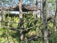 Забота о фауне Зауралья: в общедоступных охотничьих угодьях (ОДОУ) Половинского округа активно проходят биотехнические мероприятия