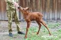 Привезённый в курганский натурпарк лосёнок привязался к местному сотруднику