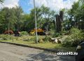 Власти Кургана объяснили вырубку деревьев возле ЦПКиО