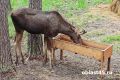 В Курганской области к зиме охотники заготавливают для диких животных сено и соль