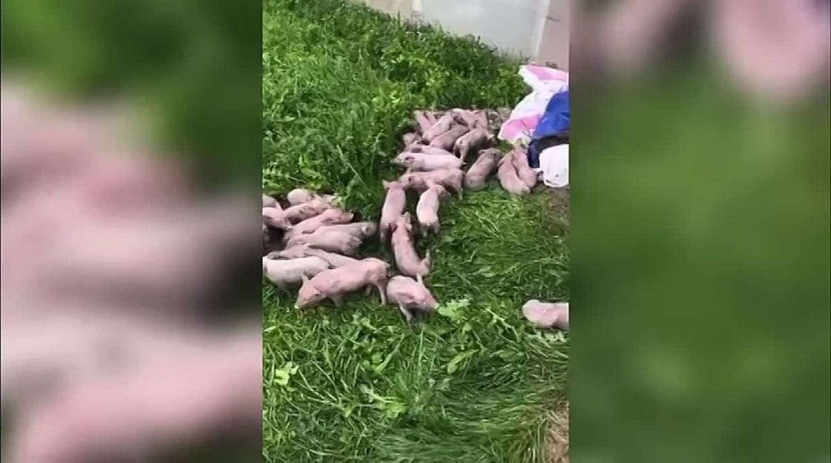 В Курганской области загорелась ферма – спасли 2500 поросят