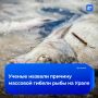 Официальную причину массовой гибели рыбы в уральских реках назвали в Росрыболовстве и ВНИРО