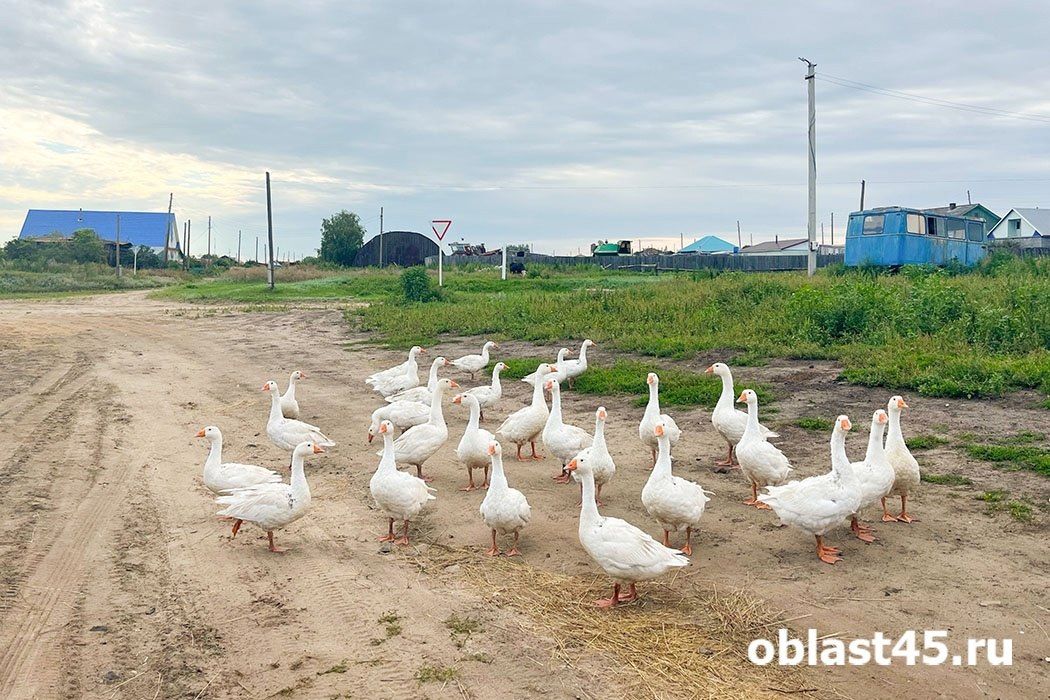 Сжечь потроха и вымыть обувь: курганцам озвучили строгие правила охоты в сезон птичьего гриппа