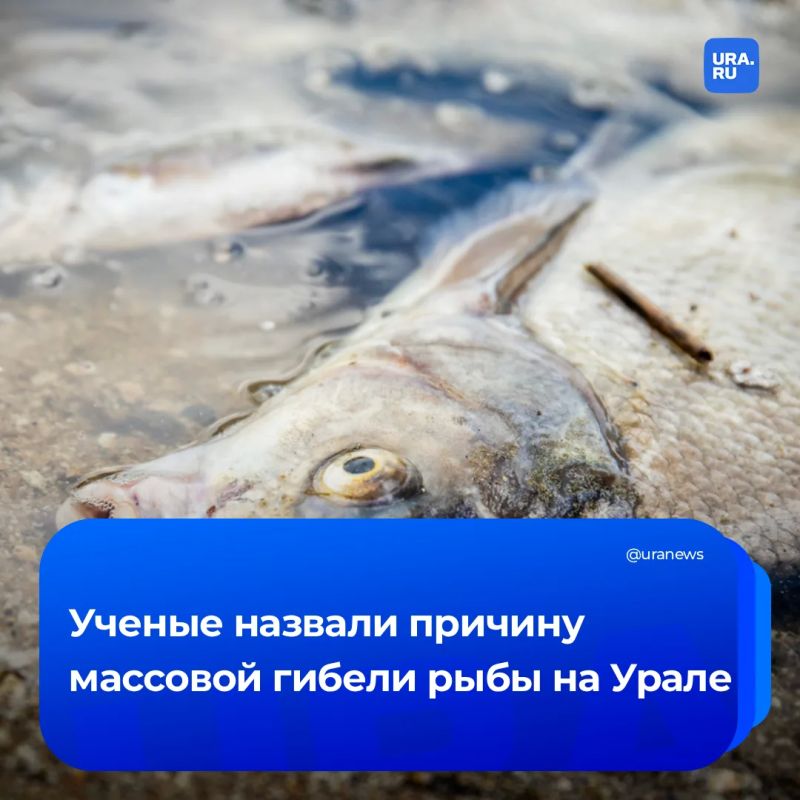 Официальную причину массовой гибели рыбы в уральских реках назвали в Росрыболовстве и ВНИРО