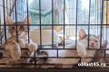 В России создадут госсервис для того, чтобы брать питомцев из приютов