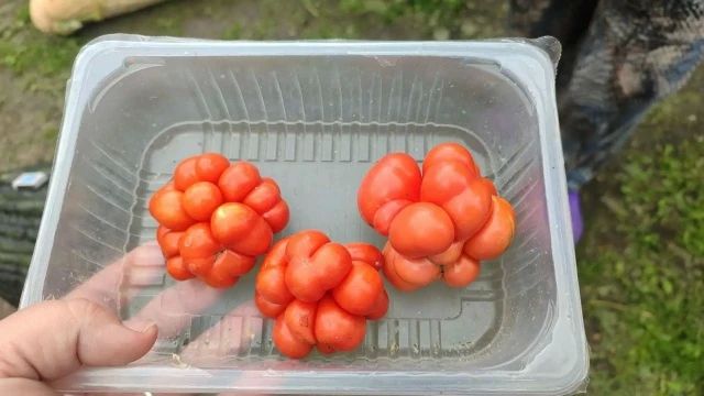 Кабачки-гиганты и помидоры-цветы: зауральцы делятся мощным урожаем Кабачки-гиганты и помидоры-цветы: зауральцы делятся мощным урожаем
