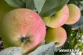 Курганский эксперт дала советы по сбору и хранению урожая яблок