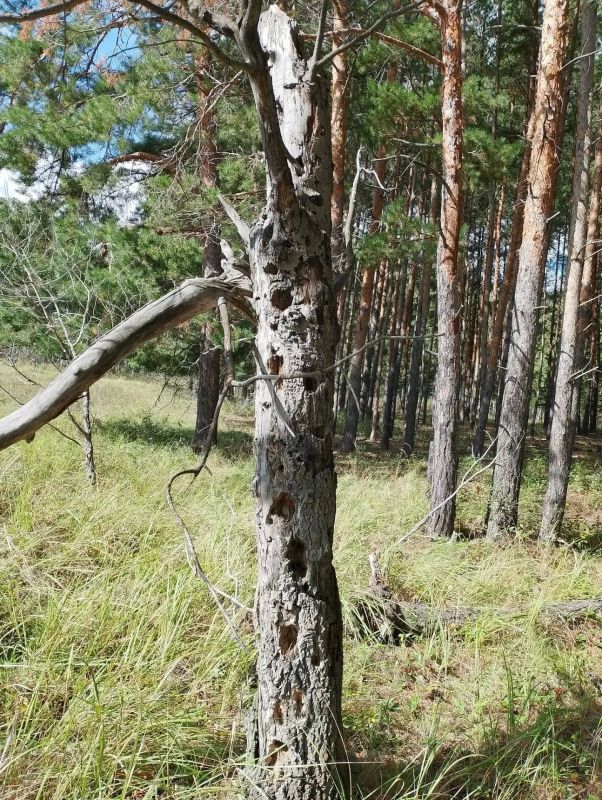 Большой пёстрый дятел — обычный, широко распространённый вид в Курганской области Большой пёстрый дятел — обычный, широко распространённый вид в Курганской области