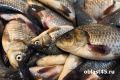 Больше тысячи тонн рыбы выловили за восемь месяцев в Курганской области