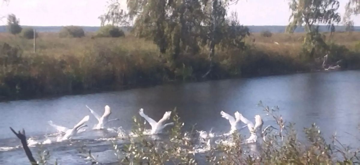 Белые лебеди на озере Попова лука Прорывинский государственный заказник Звериноголовский округ Белые лебеди на озере Попова лука Прорывинский государственный заказник Звериноголовский округ