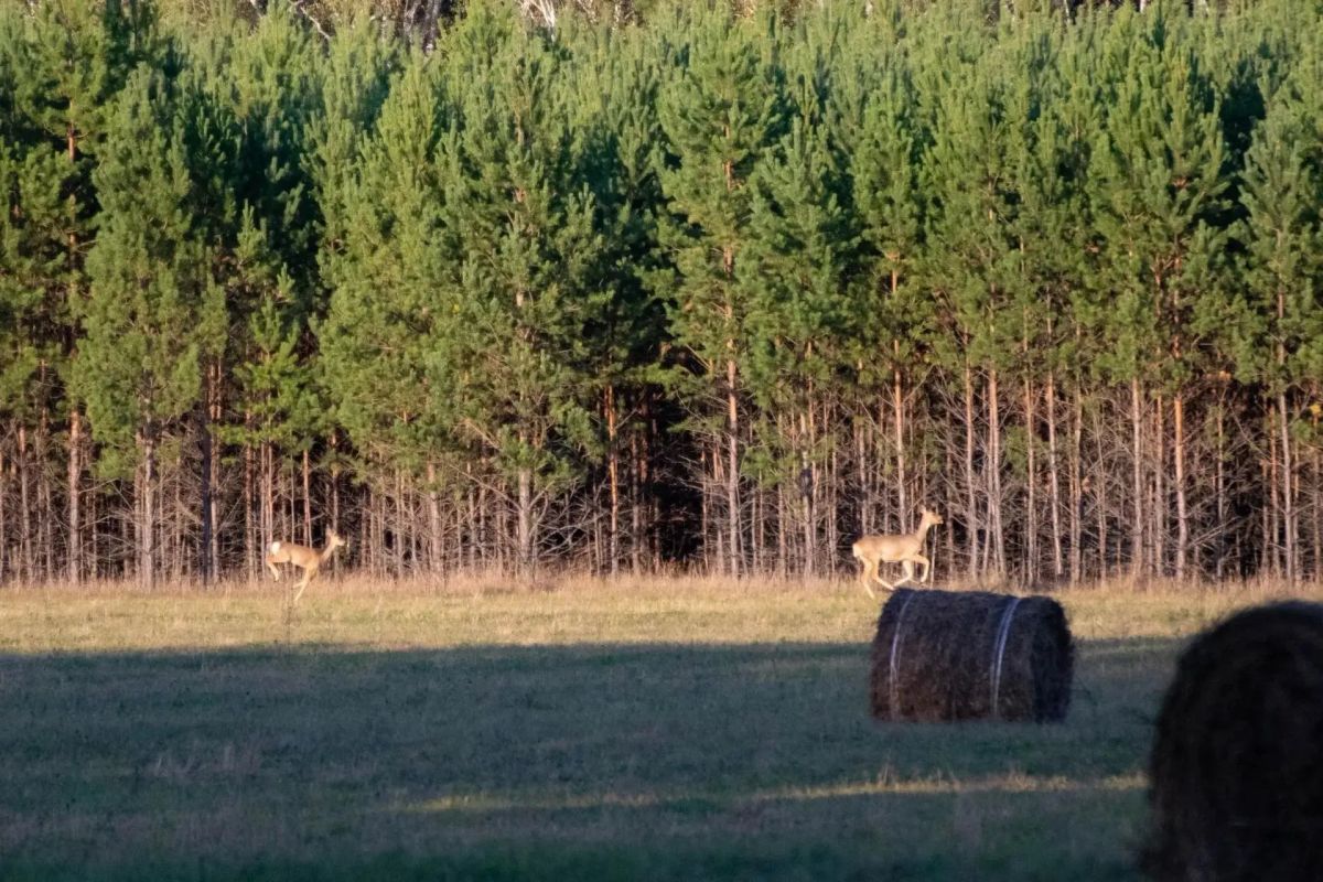 Красота природы Зауралья Красота природы Зауралья
