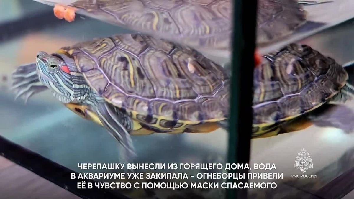 4 октября — Всемирный день защиты животных