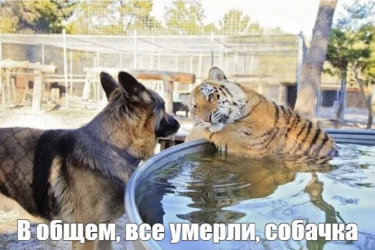 Все умерли: лидер курганской КПРФ объяснил провал на выборах в Госдуму
