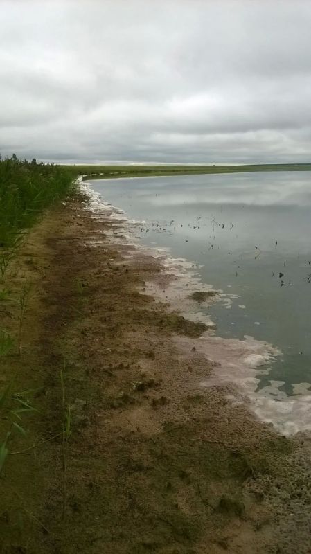 В Макушинском округе Курганской области природа создала уникальный ландшафт из более чем пятисот озер В Макушинском округе Курганской области природа создала уникальный ландшафт из более чем пятисот озер