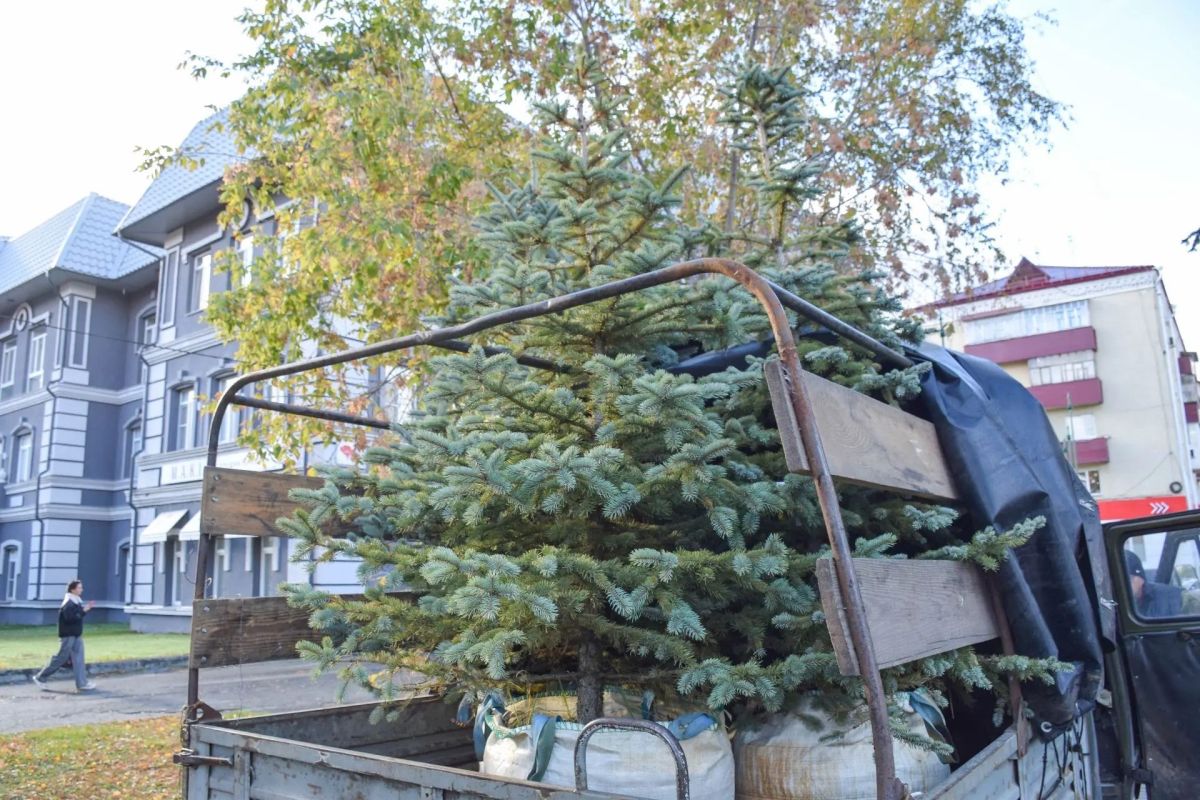 Голубые ели, клёны и гортензии высадили в центре Кургана