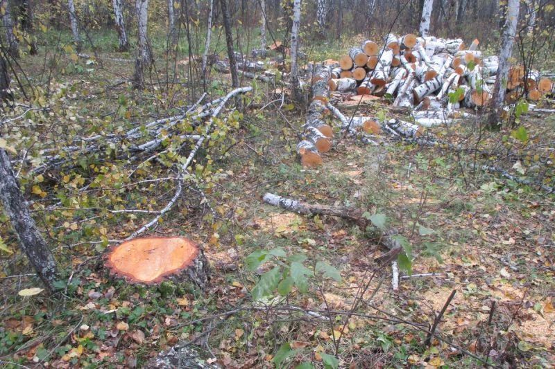 В Шатровском округе полицией задержан подозреваемый в незаконной рубке лесных насаждений