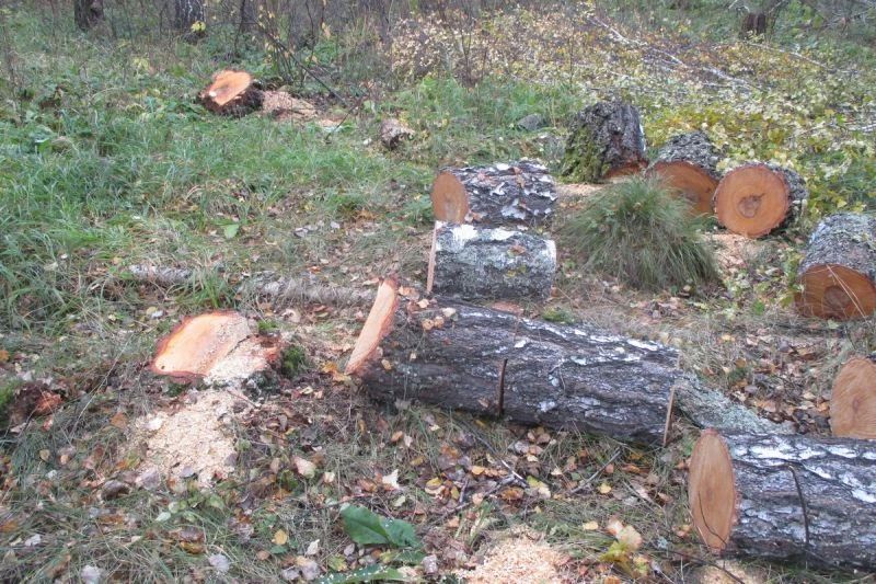 В Шатровском округе полицией задержан подозреваемый в незаконной рубке лесных насаждений В Шатровском округе полицией задержан подозреваемый в незаконной рубке лесных насаждений