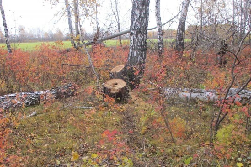 В Каргапольском округе сотрудники полиции раскрыли незаконную рубку лесных насаждений В Каргапольском округе сотрудники полиции раскрыли незаконную рубку лесных насаждений