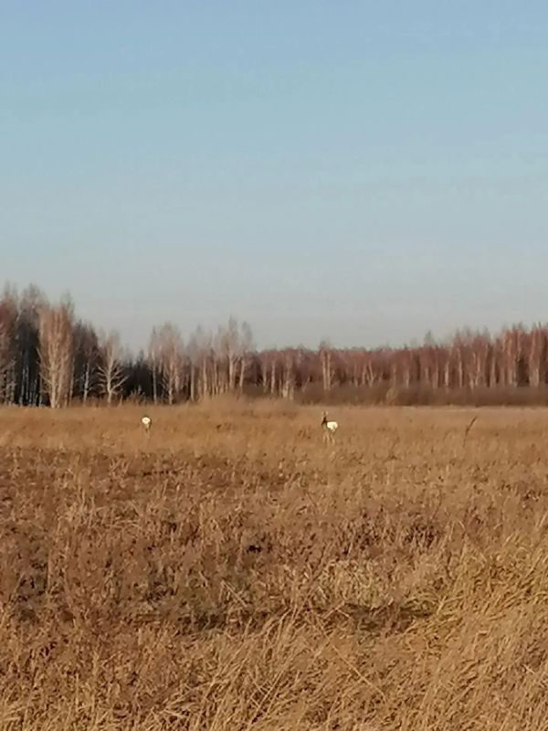 Чудо природы две берёзы "сиамские близнецы" на территории Частоозерского округа. Мероприятия в рамках постоянного рейда на территории охотугодий Лебяжьевского округа. Яркая Луна. Работа с гражданами Петуховский округ Чудо природы две берёзы "сиамские близнецы" на территории Частоозерского округа. Мероприятия в рамках постоянного рейда на территории охотугодий Лебяжьевского округа. Яркая Луна. Работа с гражданами Петуховский округ