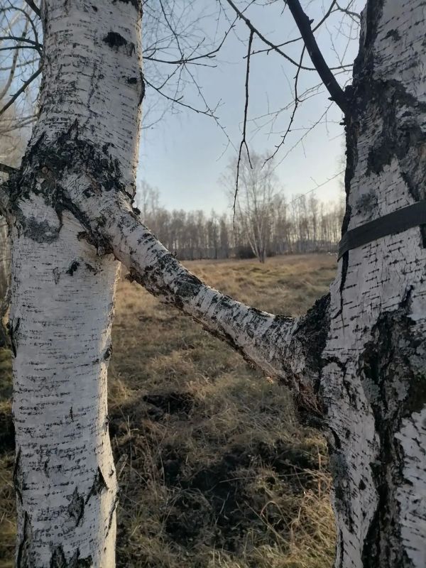 Чудо природы две берёзы "сиамские близнецы" на территории Частоозерского округа. Мероприятия в рамках постоянного рейда на территории охотугодий Лебяжьевского округа. Яркая Луна. Работа с гражданами Петуховский округ Чудо природы две берёзы "сиамские близнецы" на территории Частоозерского округа. Мероприятия в рамках постоянного рейда на территории охотугодий Лебяжьевского округа. Яркая Луна. Работа с гражданами Петуховский округ
