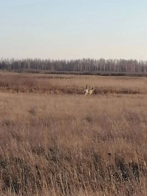Чудо природы две берёзы "сиамские близнецы" на территории Частоозерского округа. Мероприятия в рамках постоянного рейда на территории охотугодий Лебяжьевского округа. Яркая Луна. Работа с гражданами Петуховский округ Чудо природы две берёзы "сиамские близнецы" на территории Частоозерского округа. Мероприятия в рамках постоянного рейда на территории охотугодий Лебяжьевского округа. Яркая Луна. Работа с гражданами Петуховский округ