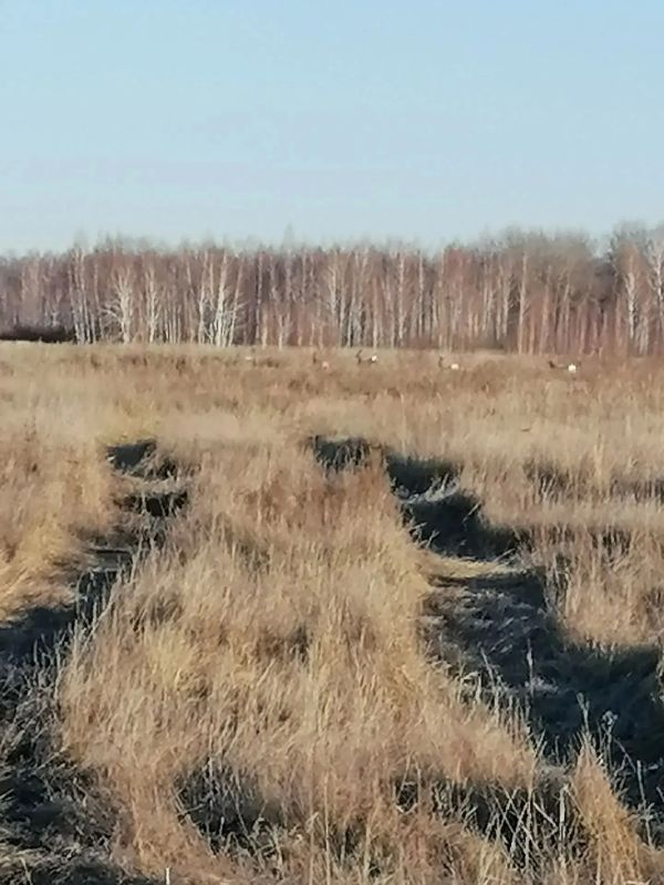 Чудо природы две берёзы "сиамские близнецы" на территории Частоозерского округа. Мероприятия в рамках постоянного рейда на территории охотугодий Лебяжьевского округа. Яркая Луна. Работа с гражданами Петуховский округ Чудо природы две берёзы "сиамские близнецы" на территории Частоозерского округа. Мероприятия в рамках постоянного рейда на территории охотугодий Лебяжьевского округа. Яркая Луна. Работа с гражданами Петуховский округ