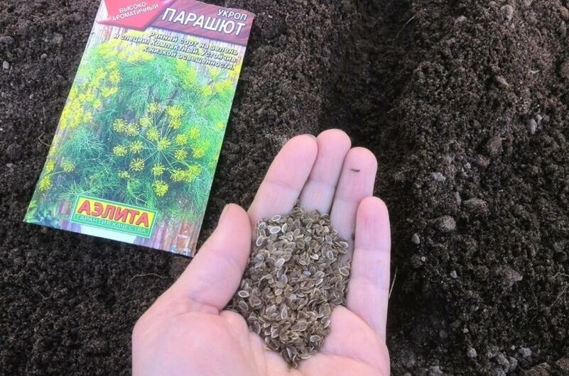 Укроп к апрелю: как посеять зелень под зиму и получить ранний урожай